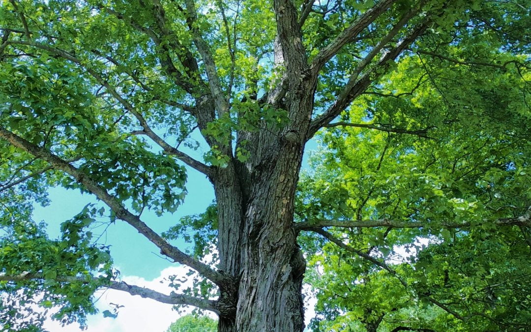 The Resilient Heart: 3 Steps to Clear the Path Forward