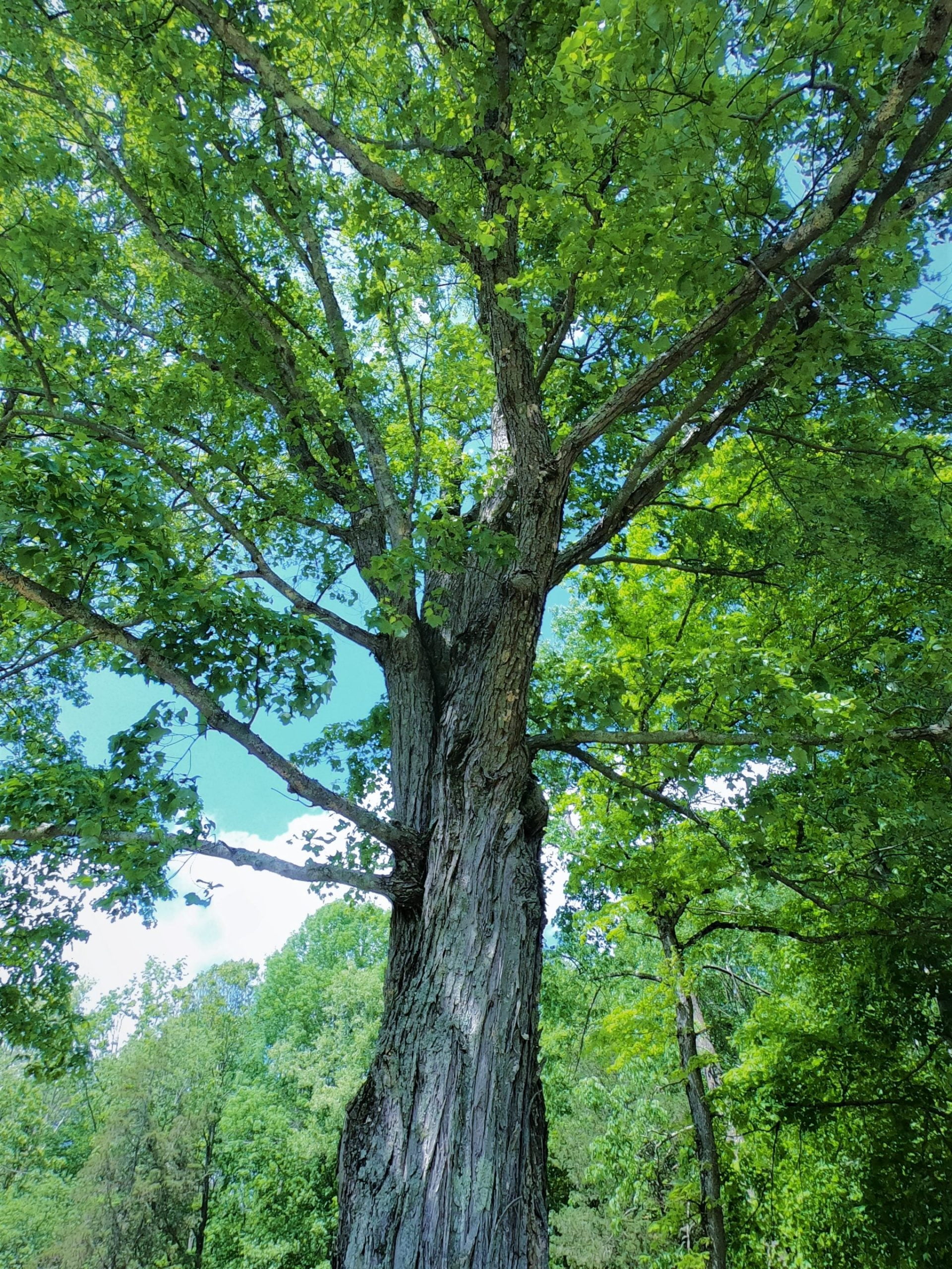 The Resilient Heart: 3 Steps to Clear the Path Forward