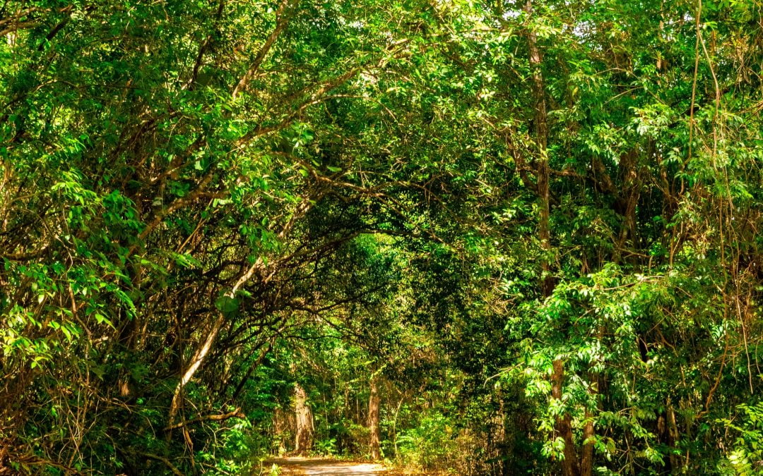 Clear the Path to Living Your Purpose