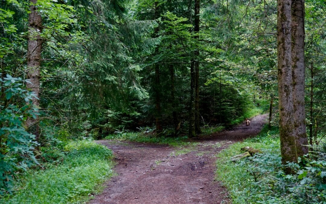 Reactivity or Your Purpose: What Drives Your Choices?