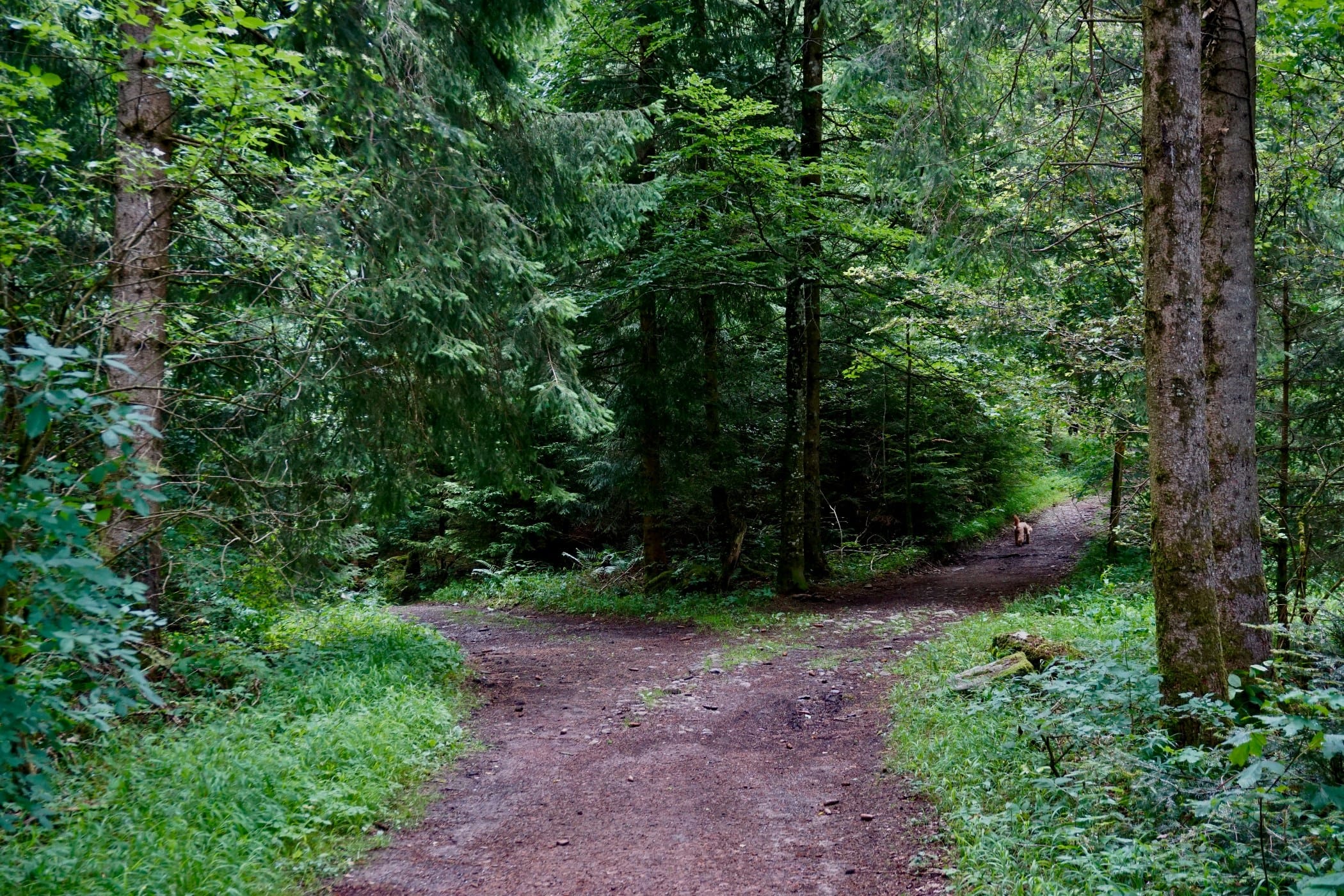Reactivity or Your Purpose: What Drives Your Choices?
